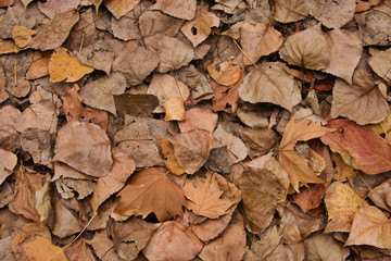 dry leaves2