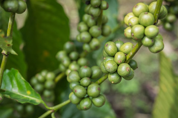 Coffee beans on tree in Ranong province, Thailand