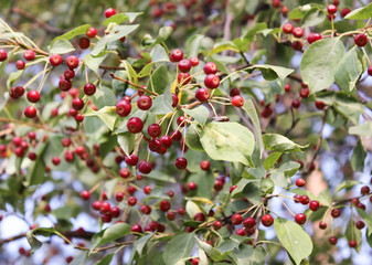Red berries