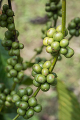 Coffee beans on tree in Ranong province, Thailand