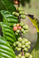 Coffee beans on tree in Ranong province, Thailand