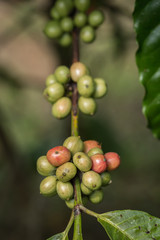 Coffee beans on tree in Ranong province, Thailand