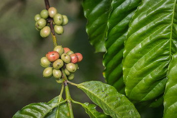 Coffee beans on tree in Ranong province, Thailand