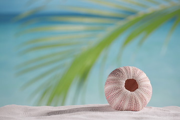 sea urchin  on white sand beach