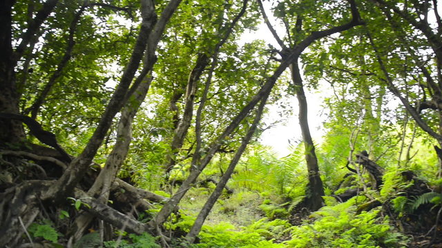 Lush green African jungle growth in Zimbabwe on the edge of Victoria Falls, one of the 7 Wonders of the Natural World, in panning high definition footage.