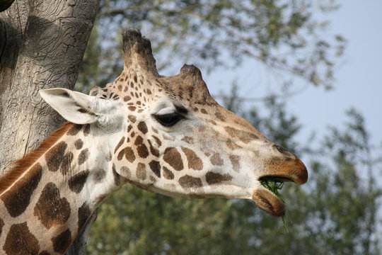 Close up of the head of a Giraffa