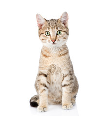 Fototapeta premium cat sitting in front and looking at camera. isolated on white ba