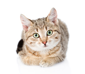 cat lying in front and looking at camera. isolated on white back