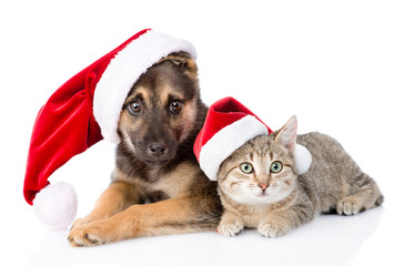 Cat and Dog with Santa Claus hat. isolated on white background