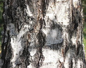 Birch bark.