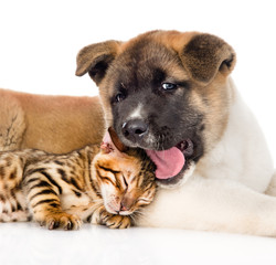 Closeup Akita inu puppy dog lying with small bengal cat together