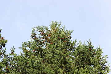 Cones on a top of a high pine.