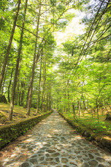 Stone paved road in forest, Happy Valley, Karuizawa, Nagano, Japan