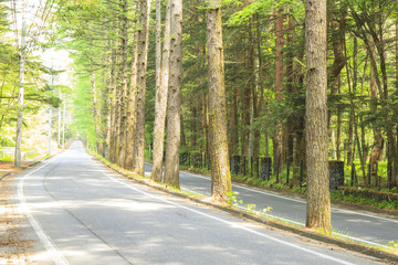 Larch tree lined of Mikasa street; Karuizawa; Nagano; Japan