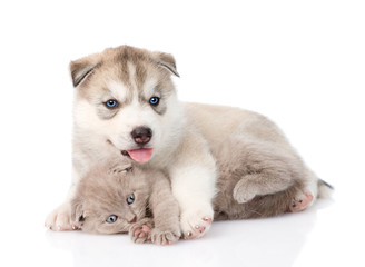 scottish kitten and Siberian Husky puppy playing together. isola