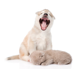 Obraz premium yawning puppy and sleeping cat. isolated on white background