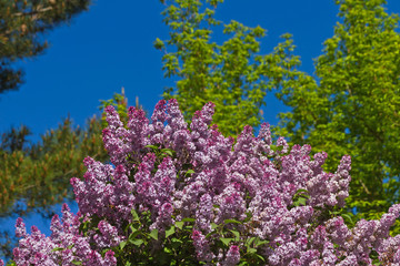 Mata de lilas de color rosa o malva con fondo de arbolado verde en primavera