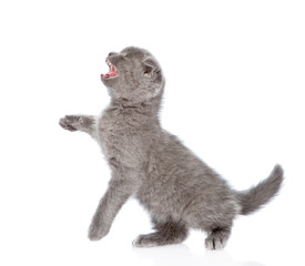 playful scottish shorthair kitten. isolated on white background
