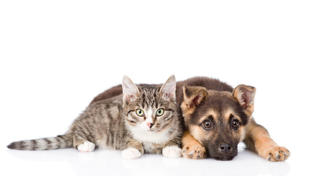crossbreed dog and tabby cat lying in front. isolated on white b