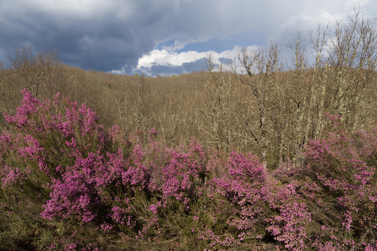 Plantas de Brezo florecido en primavera con flores de color rosa o malva  sobre fondo de bosque de robles soleado