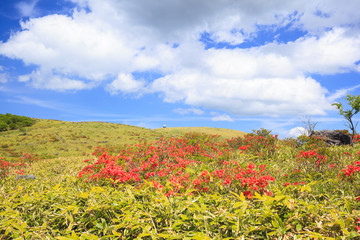 Japanese azalea at Kirigamine highland, Nagano, Japan