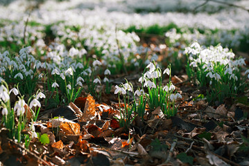 snowdrop flowers  in  winter  forest  perfect for postcard