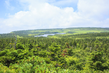 Forest of Mt. Hachimantai, Iwate prefecture, Japan