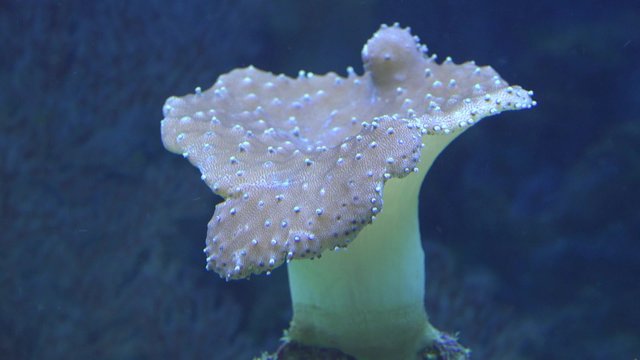 Beautiful Tropical Soft Coral Reef. 4K UltraHD video.