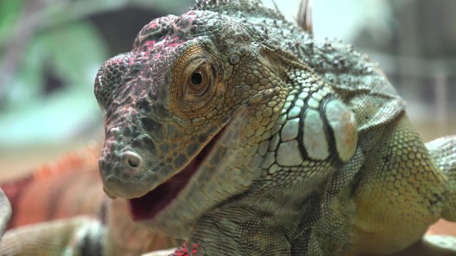 Close Up Iguana Eat Carrot. 4K UltraHD video.