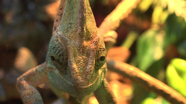 Macro Shot of a Veiled Chameleon's Eyes. 4K UltraHD video.