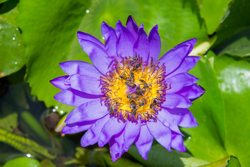 Colorful blooming purple (violet) water lily (lotus) with bee is trying to keep nectar pollen from it.