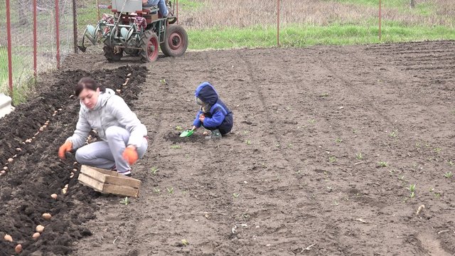 Little Girl with Mother Seed Potato. 4K UltraHD video.
