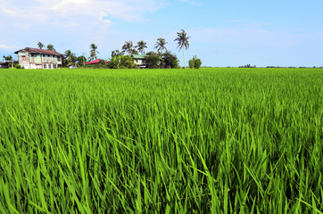 Fototapeta premium Rice paddy field in early stage at Malaysia. Coconut tree and ho