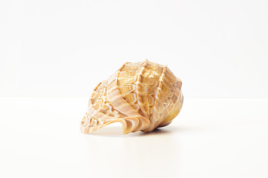 Beautiful sea shell