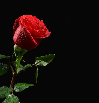 Photo of wet single red rose with water drops on black