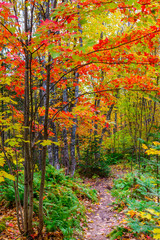 Colourful trail through the woods with deep red leaves on the trees