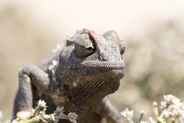 Chameleon in bush.