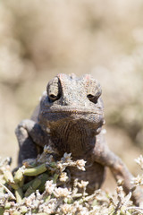 Chameleon in bush.