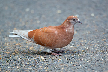 Rock Pigeon