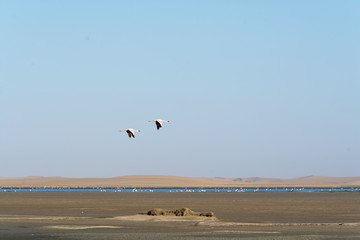 Flamingos in the ocean near swakopmund.