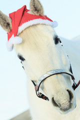horse with santa hat