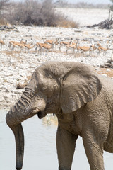 Muddy elephant at waterhole.