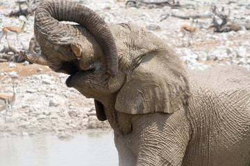 Fototapeta na wymiar Muddy elephant at waterhole.