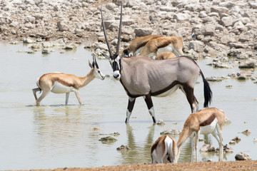 Obraz premium Gemsbok and Springbok at waterhole.