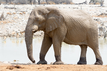 Naklejka premium Muddy elephant at waterhole.