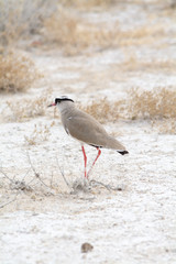Crowned Lapwing.