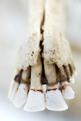 macro close up shot of a deer jaw bone and front teeth