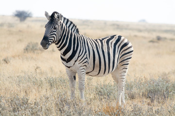 Fototapeta na wymiar Zebra standing in grass land.