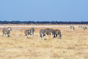 Fototapeta na wymiar Group of zebras.