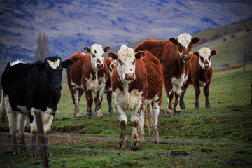 Naklejka na ściany i meble new zealand livestock cow standing in animals farm field looking